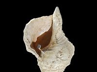 18,000-Year-Old Music Instrument Identified — And Played