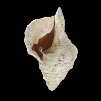18,000-Year-Old Music Instrument Identified — And Played