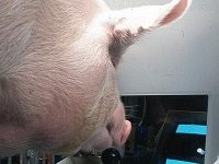 Pigs Have Learned To Play Video Games