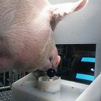 video pig