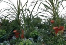 In Japan, ‘Disaster Art’ Is Saving People’s Lives