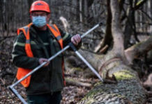 Workers Start Cutting 1000 150-Year-Old Oaks To Rebuild Notre Dame’s Timbers