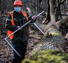Workers Start Cutting 1000 150-Year-Old Oaks To Rebuild Notre Dame’s Timbers