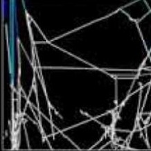 Scientists Map Spider Webs For Their Music