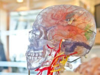 To Understand The Human Brain, We’re Going To Have To Get Inside It. Cue The Ethical Debate