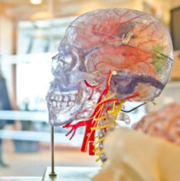 To Understand The Human Brain, We’re Going To Have To Get Inside It. Cue The Ethical Debate