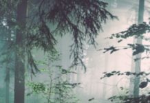 The New Ascendance Of The Nature Memoir