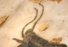 Art Peaked 30,000 Years Ago