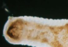 New Research Says That Sleep Evolved Before Brains