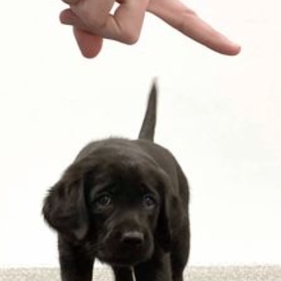 Puppies Are Now Born Ready To Communicate With Humans