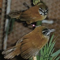 How Wrens Coordinate Their Intricately Interlocking Songs