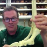 How Ancient Humans Adapted To Be Smart