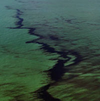 Extraordinary Times: Smithsonian Natural History Museum Turns To Art To Demonstrate Climate Change