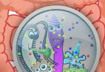Study: Gut Bacteria In Boys Linked To Heightened Brain Cognition