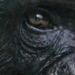 NFTs Of Chimpanzee Art Raised (Again) The Idea Of Animal Art (And Creativity)