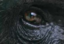 NFTs Of Chimpanzee Art Raised (Again) The Idea Of Animal Art (And Creativity)