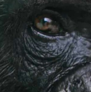 NFTs Of Chimpanzee Art Raised (Again) The Idea Of Animal Art (And Creativity)