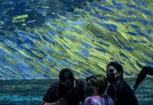 Can We Ever Truly Know Van Gogh?