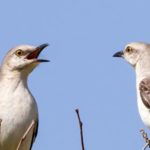 Mockingbirds Create Songs Pretty Much The Way Humans Do