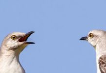 Mockingbirds Create Songs Pretty Much The Way Humans Do