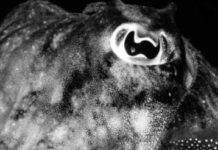 What The Cuttlefish Might Teach Us About The Ability To Remember