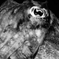 What The Cuttlefish Might Teach Us About The Ability To Remember