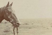 Westerns Have Nearly Unbounded Literary Potential