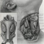 This One Weird Trick Changed Medical Illustration Forever