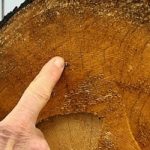 Italy’s Best Wood For Musical Instruments May Be In Danger