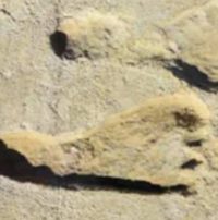 Newly Discovered Fossil Footprints Suggest Humans Were in North America 21,000 Years Ago