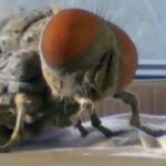 Has The Creepy Insect Trope Had Its Day?