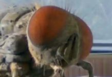 Has The Creepy Insect Trope Had Its Day?