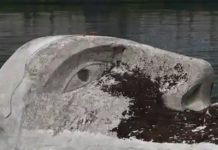 Glasgow Gets Back Its 26-Ton Floating Head