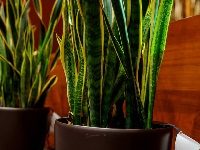 To Make Its Concert Halls COVID-Safe, Singapore Goes High-Tech