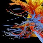 How Your Brain Constructs You