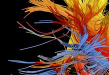 How Your Brain Constructs You