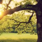 Rebecca Solnit On The Legacy Of George Orwell’s Garden