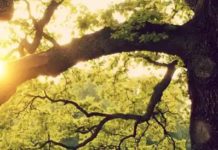 Rebecca Solnit On The Legacy Of George Orwell’s Garden