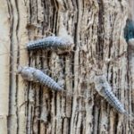 Industrial Vacuum Cleaners, Traps, And Micro-Wasps: How Museums Fight The Bugs That Invade During Shutdowns