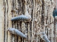 Industrial Vacuum Cleaners, Traps, And Micro-Wasps: How Museums Fight The Bugs That Invade During Shutdowns