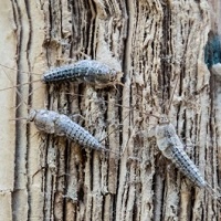 Industrial Vacuum Cleaners, Traps, And Micro-Wasps: How Museums Fight The Bugs That Invade During Shutdowns
