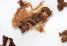 An Ancient Book’s Journey From Irish Bog To Museum