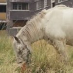 Once, Community Housing Architecture Was A Utopian Dream