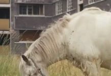 Once, Community Housing Architecture Was A Utopian Dream