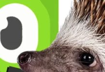 Duolingo’s Weird Sentences Show Us How Our Brains Work