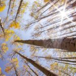 Big Thinkers Get Together To Debate “Information Disorder”