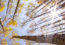 Big Thinkers Get Together To Debate “Information Disorder”