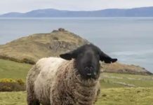 Turns Out It’s Not So Easy To Bridge The Gap Between Scotland And Northern Ireland