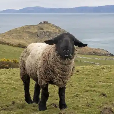 Turns Out It’s Not So Easy To Bridge The Gap Between Scotland And Northern Ireland