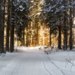 The Best Literary Descriptions Of Snow